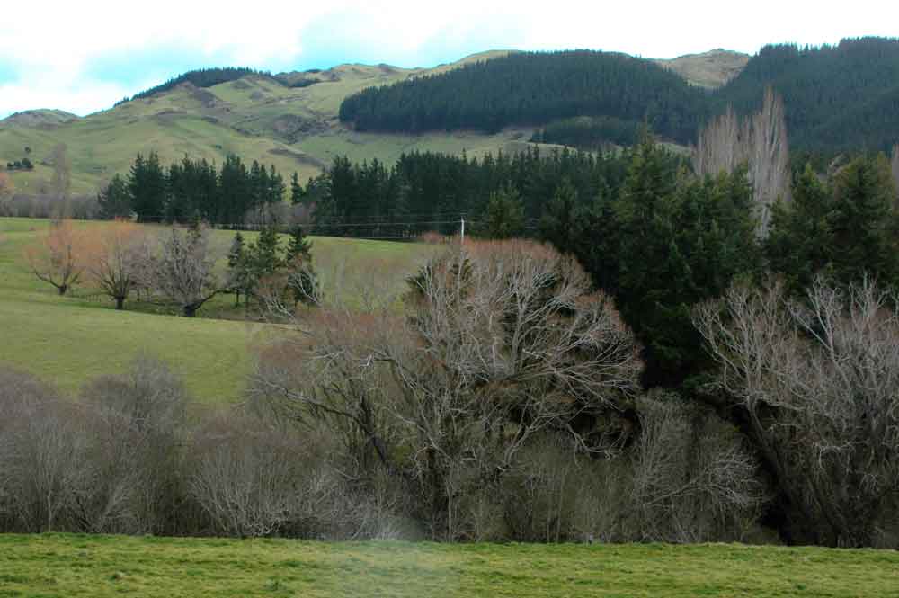 203 - Nueva Zelanda, paisaje